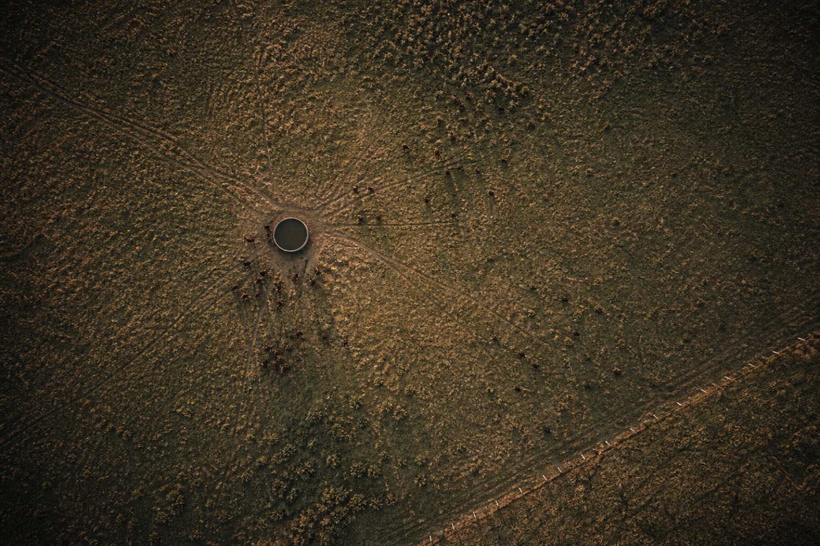 Vista aérea de un potrero con huellas de hacienda convergiendo al tanque de agua